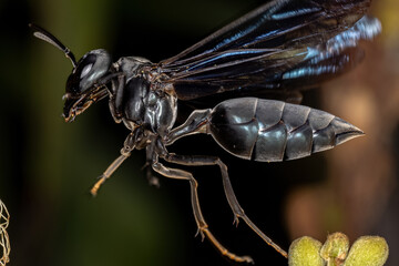 Adult Female Warrior Wasp
