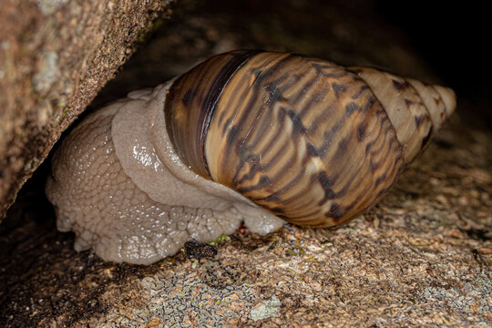 Common Land Snail