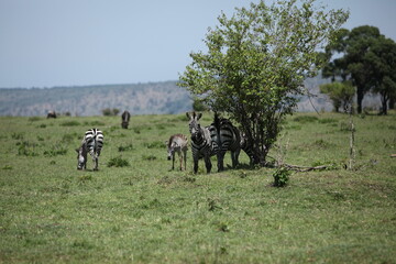 アフリカマサイのシマウマ