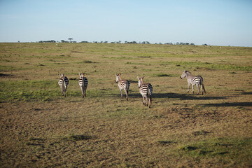 アフリカマサイのシマウマ