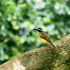 Birds
