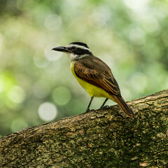 Birds