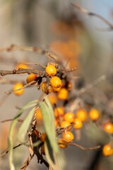 Semi-dry branch of sea buckthorn (Hippophae) with remnants of berries in mid-autumn