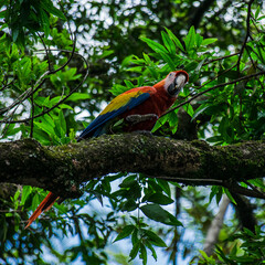 Fototapeta premium Cacatua