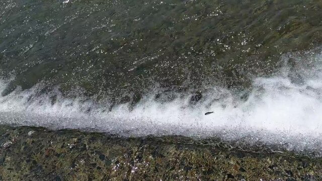 暖かくなって川を駆け上がるアユの群れ（鮎の遡上）