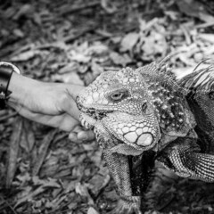 Iguana