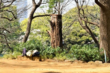 An old man takes a nap on a bench in a city park surrounded by big trees