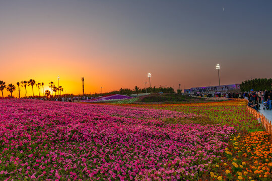 Flower carpet in Yanbu flower show