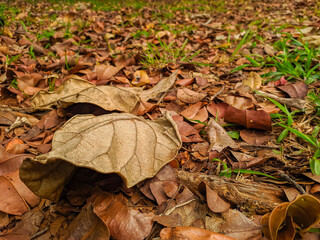 fallen autumn leaves on the ground