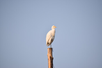 White heron bird taking sun bath standing on wooden stick with one leg lifted