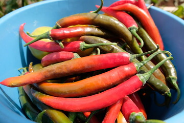 A bucket of freshly picked delicious and spicy red hot chili peppers ready to sell at the local market