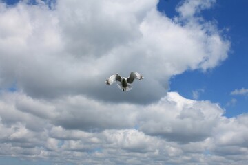 Oiseau gracieux en vol sur l'île-de-Bréhat Côtes-d'Armor France