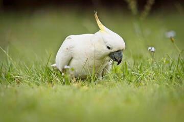 Sulphur Crested Cockatoo forages in the grass