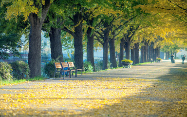 화려한 은행나무 길