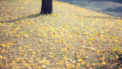 화려한 은행나무 길