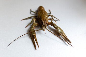 live crayfish of green color