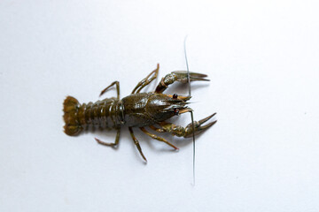 live crayfish of green color