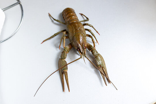 live crayfish of green color