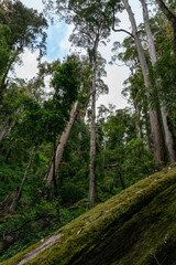 forest in the mountains