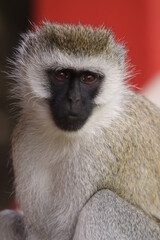 Obraz premium アフリカマサイの猿