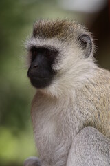 アフリカマサイの猿