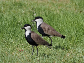 Migratory birds in Israel