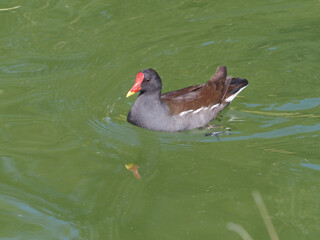 Migratory birds in Israel