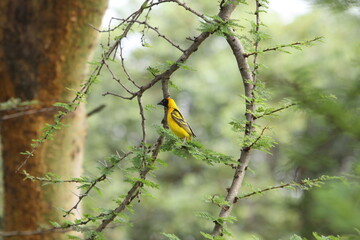 アフリカマサイの鳥