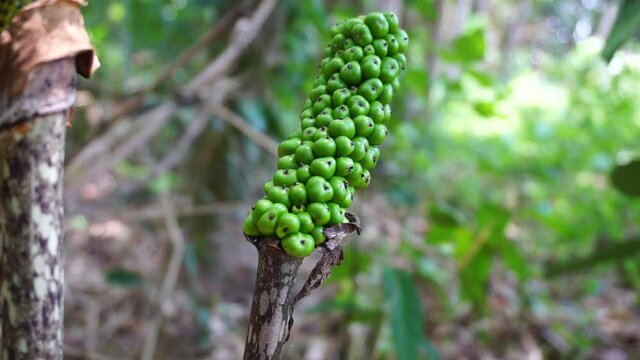 Amorphophallus paeoniifolius seeds (suweg, porang, elephant foot yam, whitespot giant arum) with a natural background