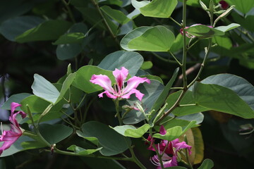 Bauhinia blossom image. Image of petal, pollination pink colour flower it is beautiful natural