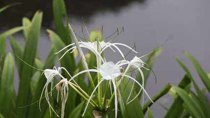 Spider lilies Scientific name: Hymenocallis with blur backround