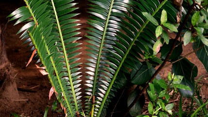 green nature plant Sword Fern Photos