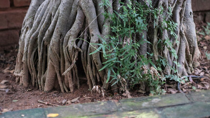 Fototapeta na wymiar Brown Its root Bonsai Tree it is Green nature