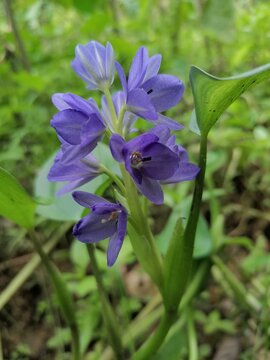 A beautiful diya habarala flower([Diyahabarala/Jabara]/Pickerel weed/Lesser water hyacinth (Pontederia vaginalis [Syn: Monochoria vaginalis])