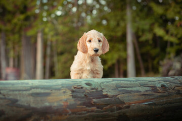 Puppy doodle red setter climbing and jumping over a log in the forest