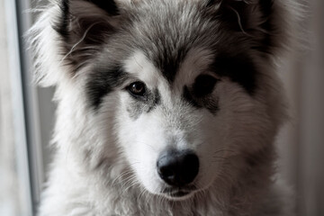Smart and friendly puppy look. Fluffy Alaskan Malamute kid looking with beautiful brown eyes. White and gray fur. Selective focus on the face of a pet, blurred background.
