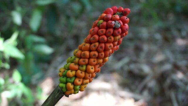 Amorphophallus paeoniifolius seeds (suweg, porang, elephant foot yam, whitespot giant arum) with a natural background
