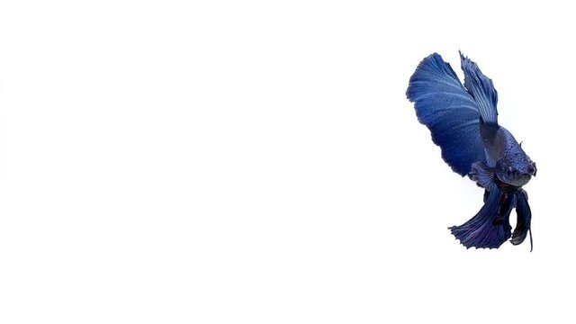 Deep Blue color Siamese fighting fish