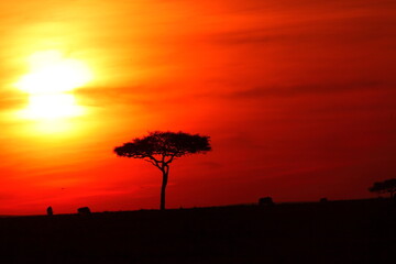 アフリカマサイの夕日