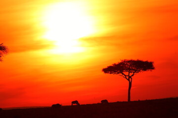 アフリカマサイの夕日