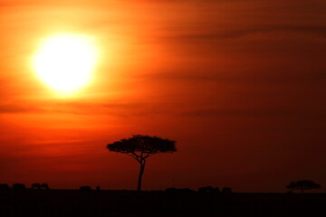 アフリカマサイの夕日
