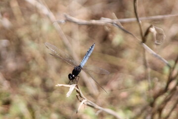 Blue Dragonfly Perched on a Twig