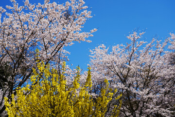 青空の下、満開の桜とレンギョウ
