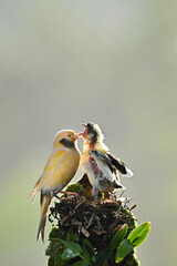 Mother bird feeding her cute chicks