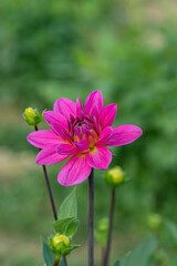 Magenta colored dahlia blossom and buds.