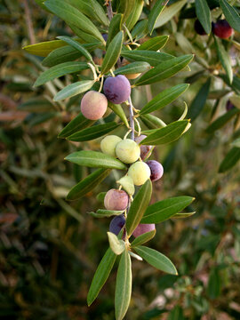arbequina type olives on the branch