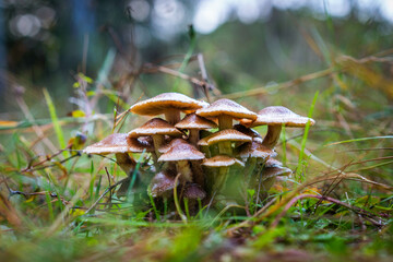 Group of brown mushrooms growing in a forest field