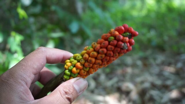 Amorphophallus paeoniifolius seeds (suweg, porang, elephant foot yam, whitespot giant arum) with a natural background