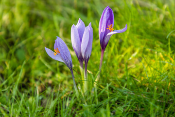 Crocus ligusticus flower in the meadows of the Lozoya valley in the Sierra de Guadarrama in Madrid