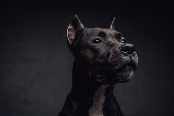 Fototapeta na wymiar Portrait of bullterrier canine against dark background